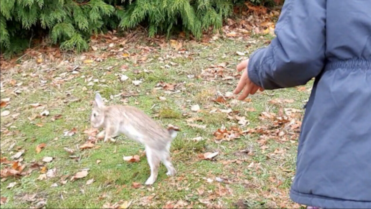 Funny Dancing Bunny spotted at the park