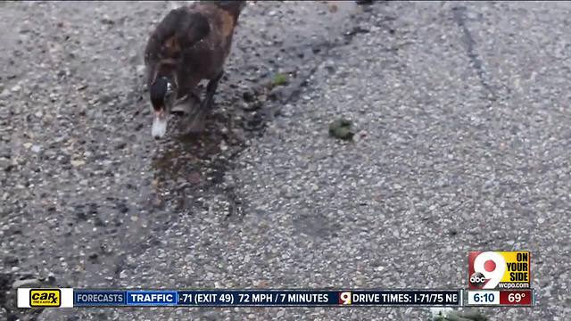 Duck Problems in New Richmond