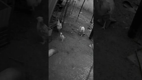 Rooster watch