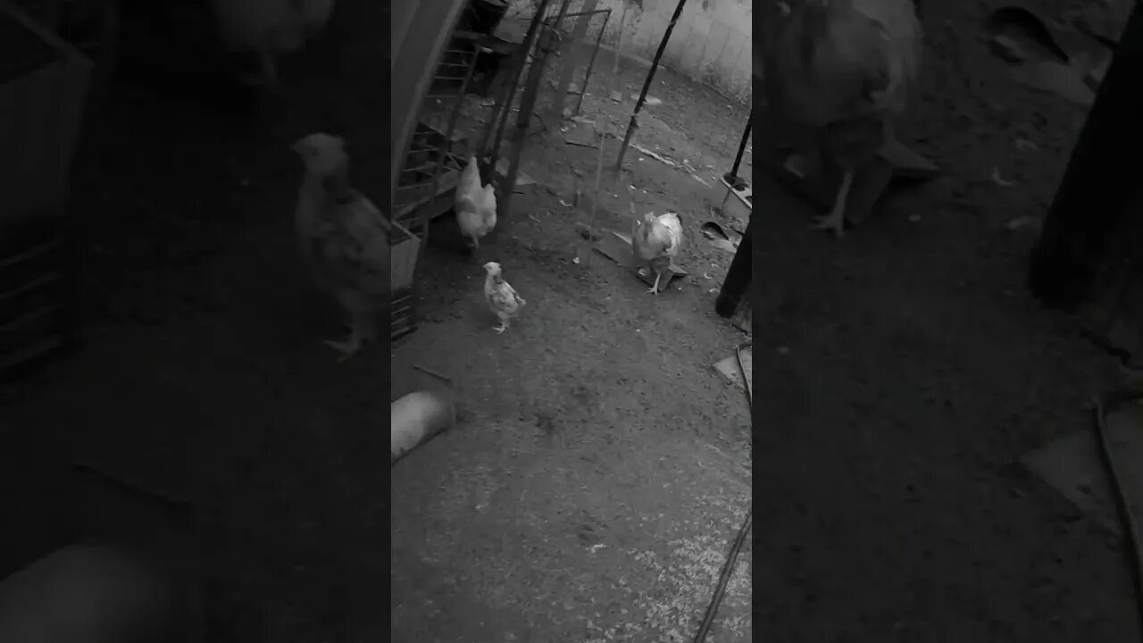 Rooster watch