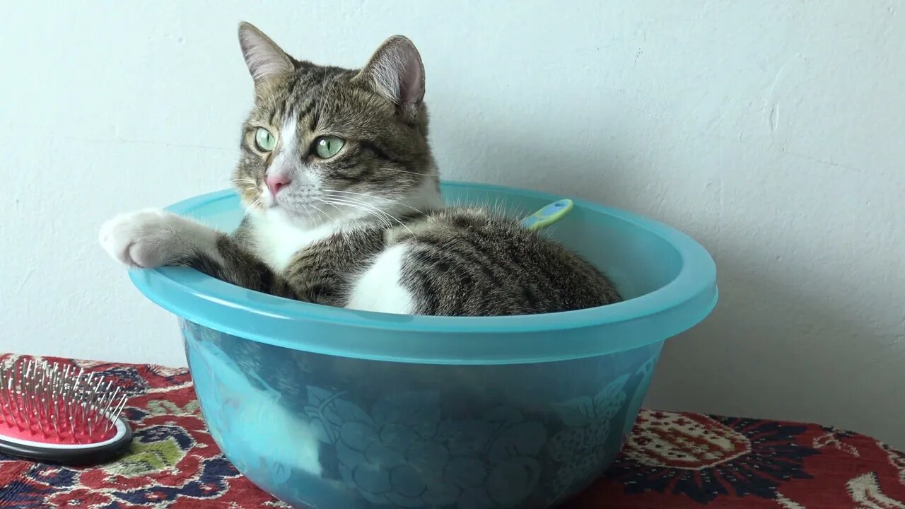 The Cat in the Bowl