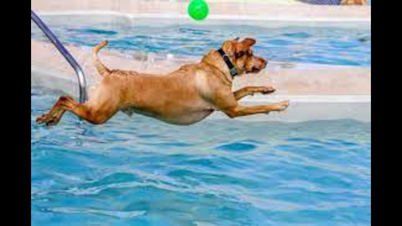 how / When you're teaching your dog to swim