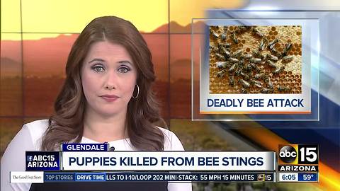 Puppies die after bee attack in Glendale