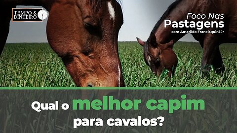 Qual o melhor capim para cavalos? Foco nas pastagens responde.