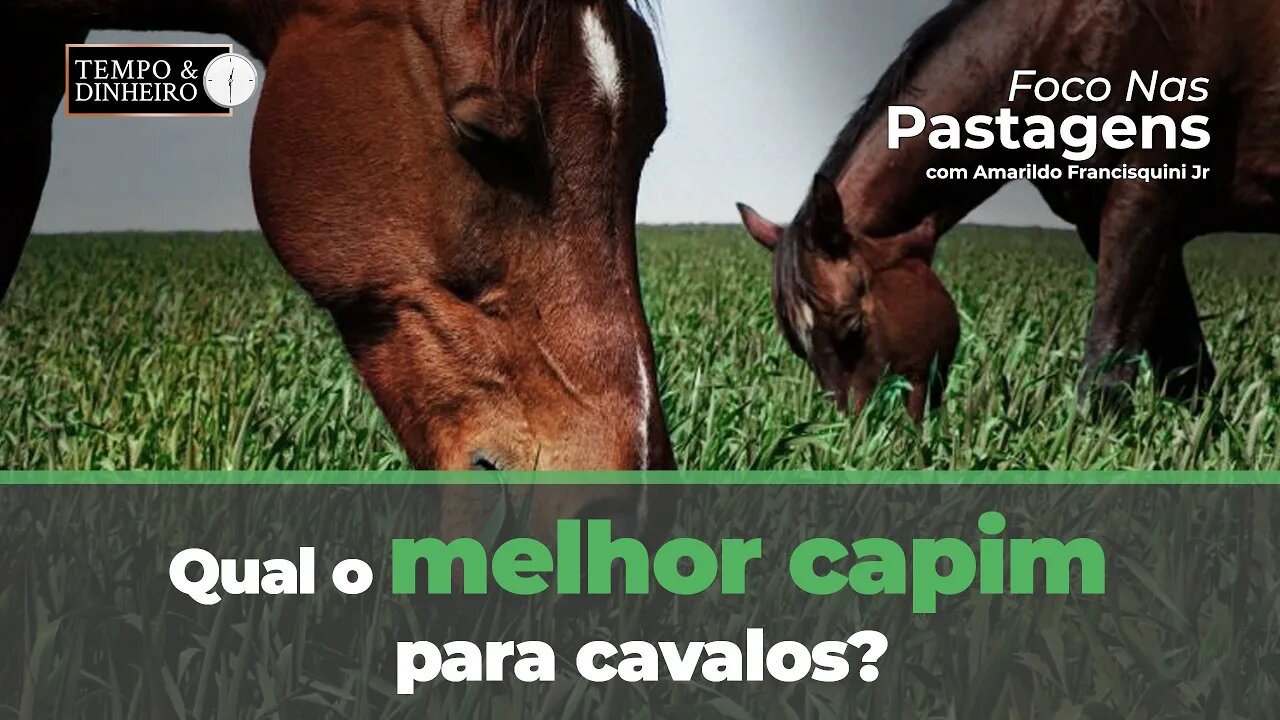 Qual o melhor capim para cavalos? Foco nas pastagens responde.