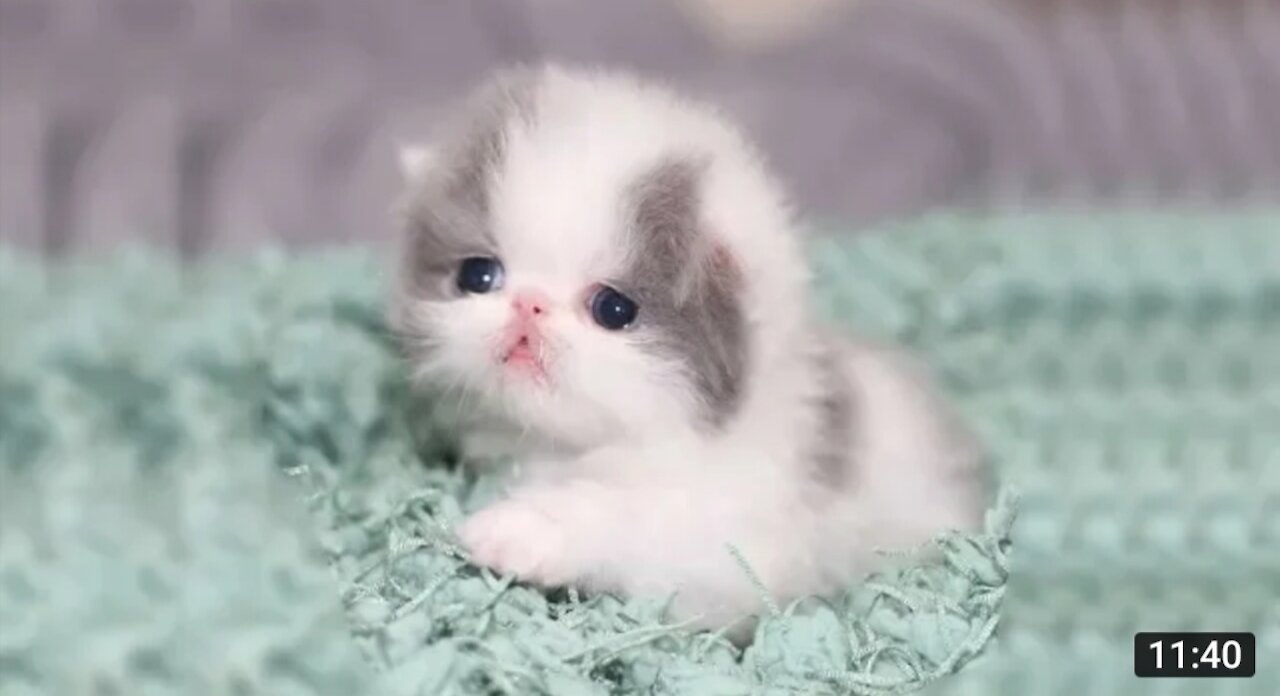 Adorable Kittens Meow Compilation 2021