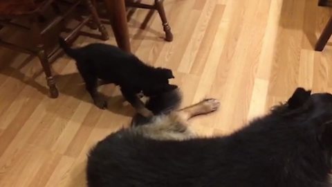 Puppy Won’t Leave Mom’s Tail Alone