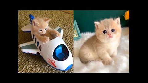 Cute and Funny Cat Videos Compilation - Baby Cats