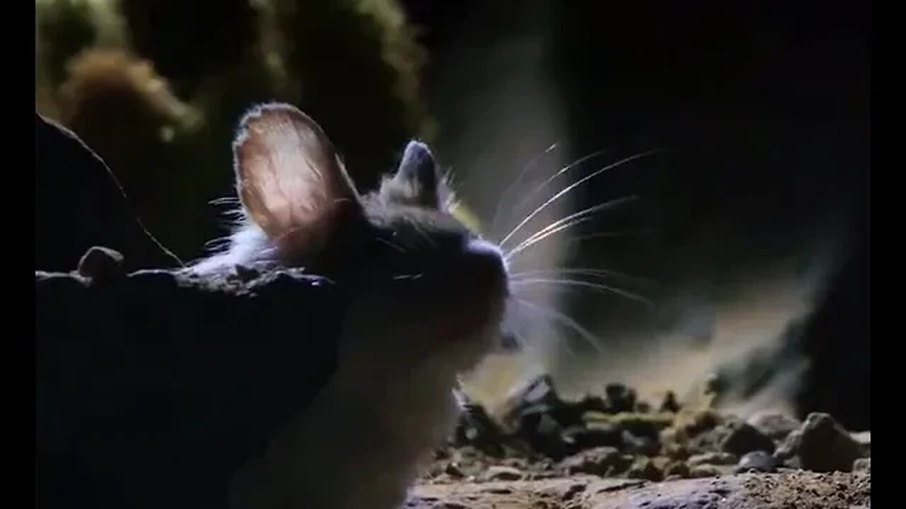 Mouse vs Scorpion