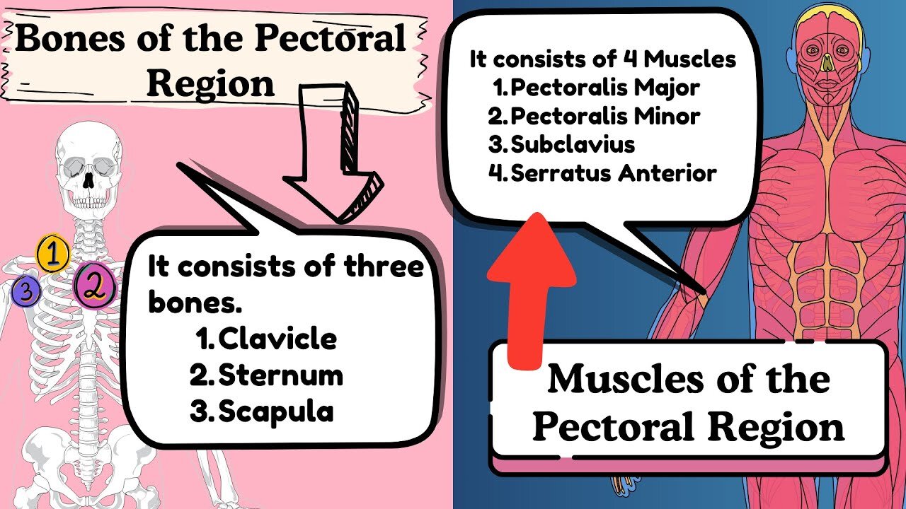 Chest Anatomy : Bones and Muscles of Pectoral Region | Muscles of the Upper Limb #thoraxanatomy