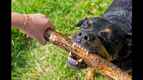 How To Make Your Dog Aggressive Instantly: Awake The Beast