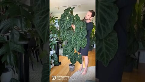 A ‘green thumb’ isn’t something you’re born with, it’s a skill that takes time to develop :)