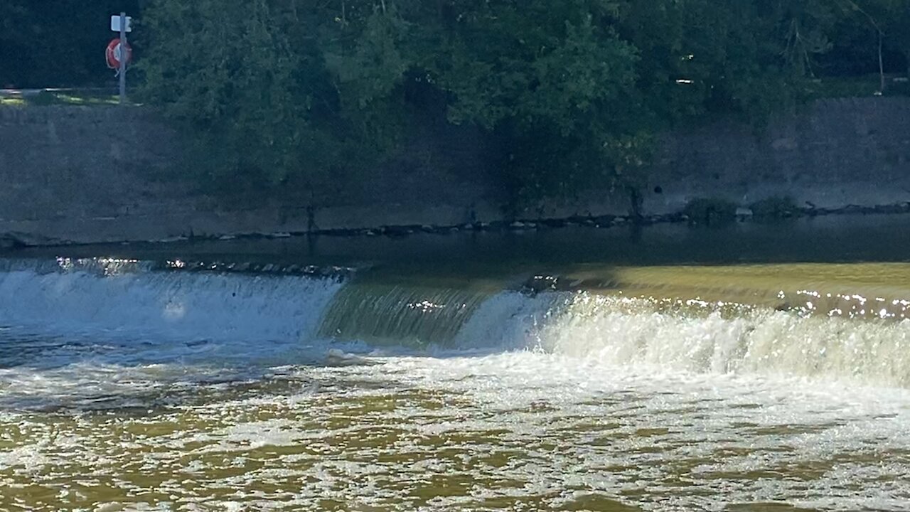 2021 Salmon run Humber River 56