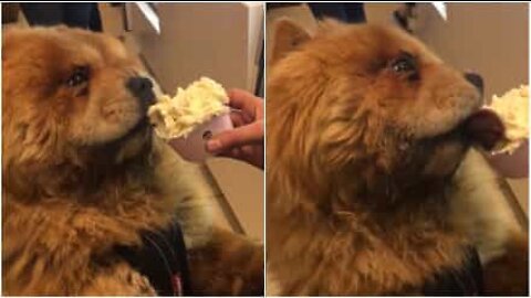 A Chow Chow with a sweet tooth