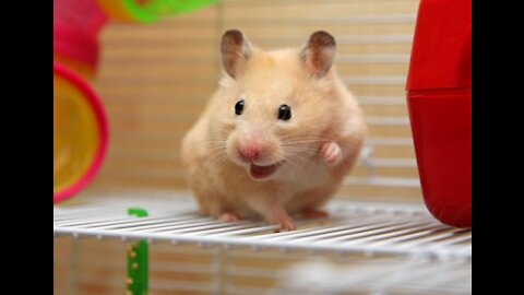 Hamster Mouse Dinner