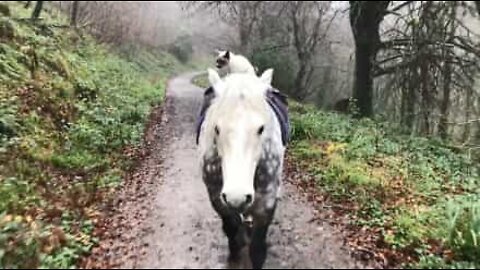 Gato e cavalo são melhores amigos e passeiam juntos