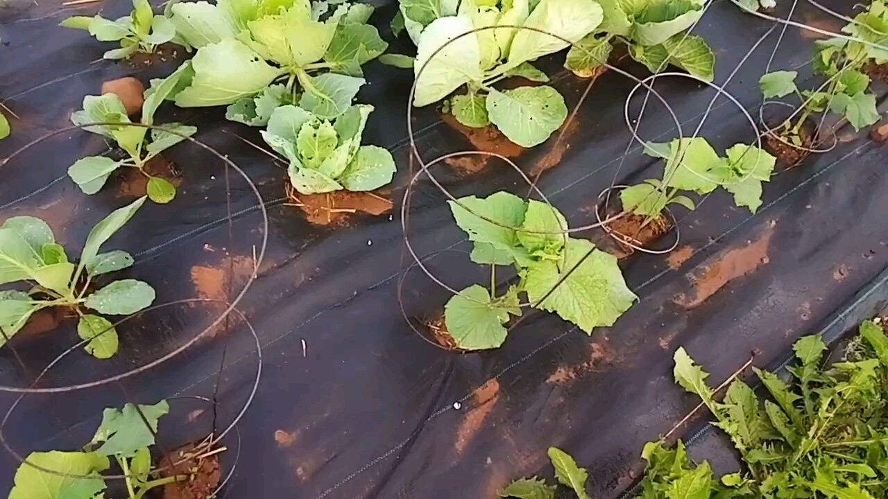 Wild Urban Gardens 2023 - Using landscape fabric to grow veggies in a meadow.