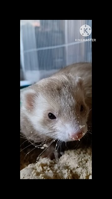 A ferret and a 50lb bag of sand...it got dirty!