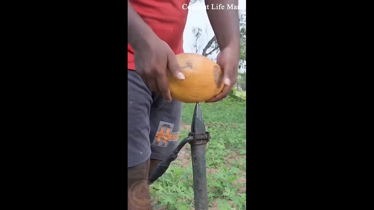 can you Peel a coconut !?