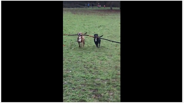 Dogs use teamwork to carry huge tree branch