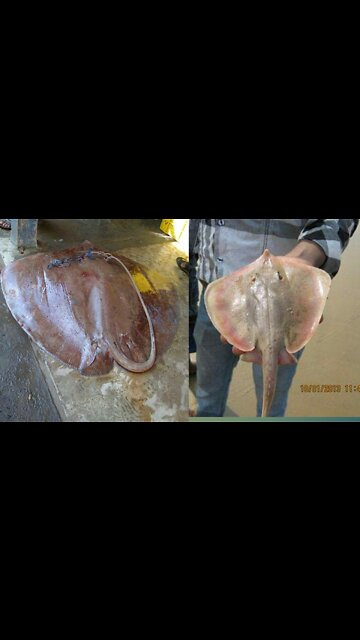 Shankar fish is running for food.