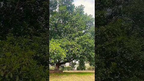 #trending #justforfun #viral #nature #naturephotography