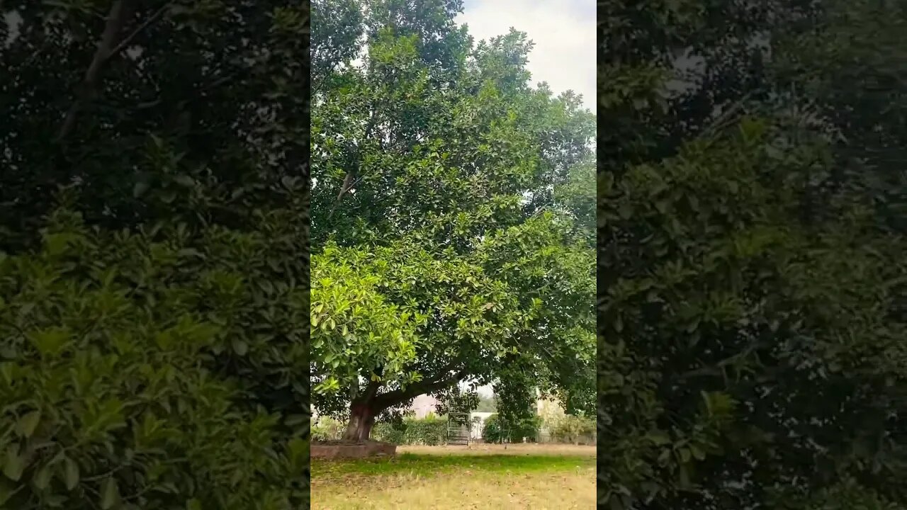 #trending #justforfun #viral #nature #naturephotography