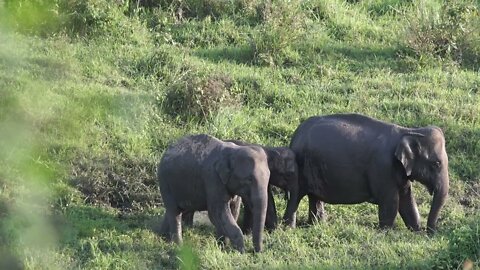 video 2 os elefante na selva #shorts