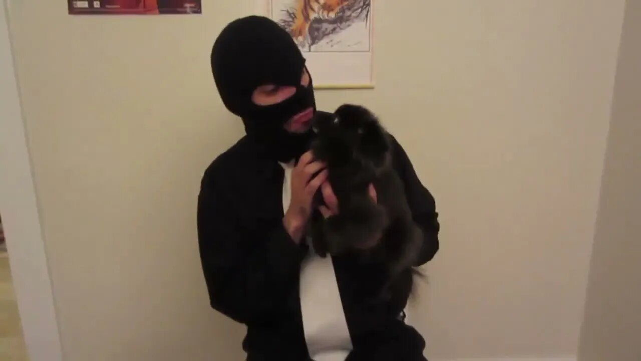Pawsitively Peculiar: The Wacky World of the ASPCA Commercial
