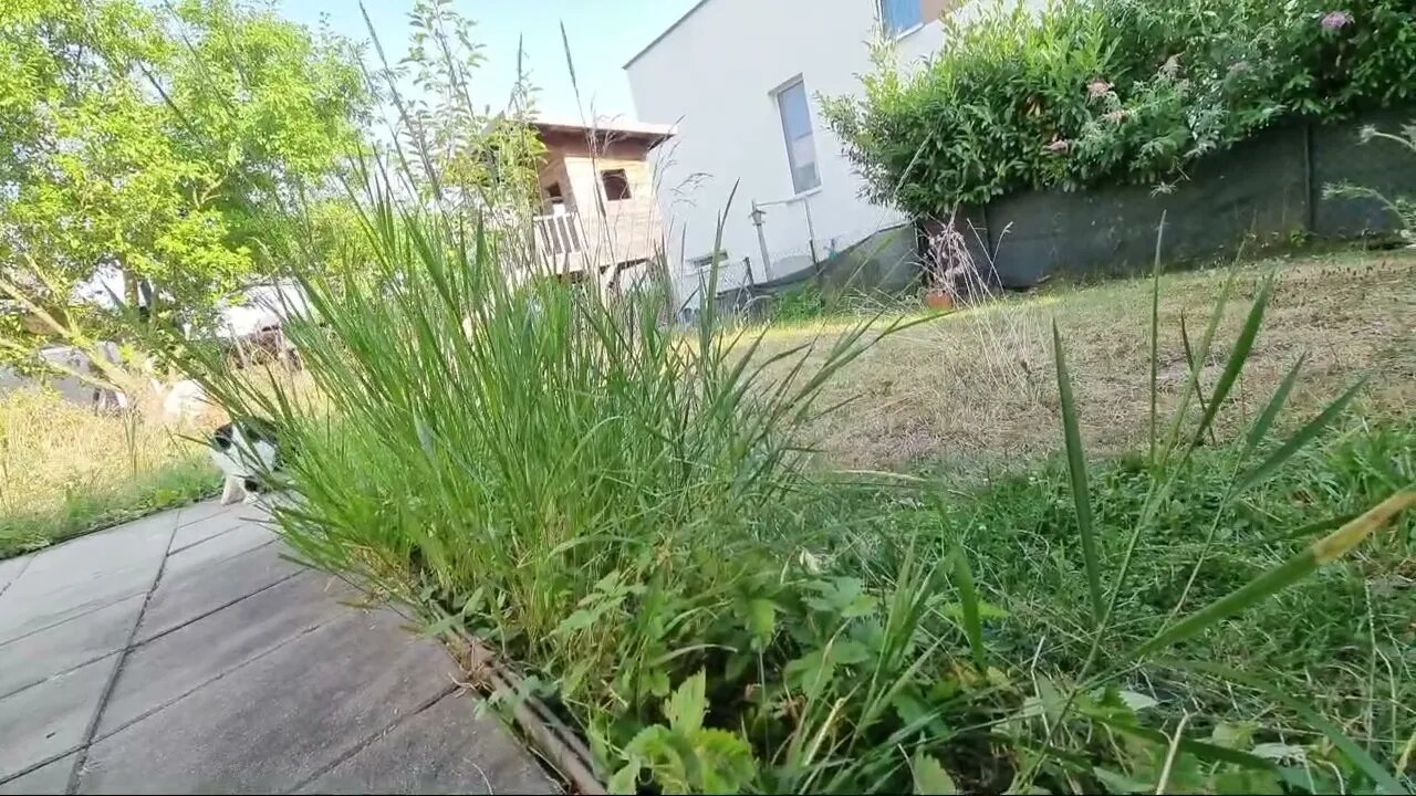Highlight 2:53:33 – 2:58:33 von Silent Long LIVE for wh update IN THE GARDEN IN VERY BEAUTIFUL WEATH