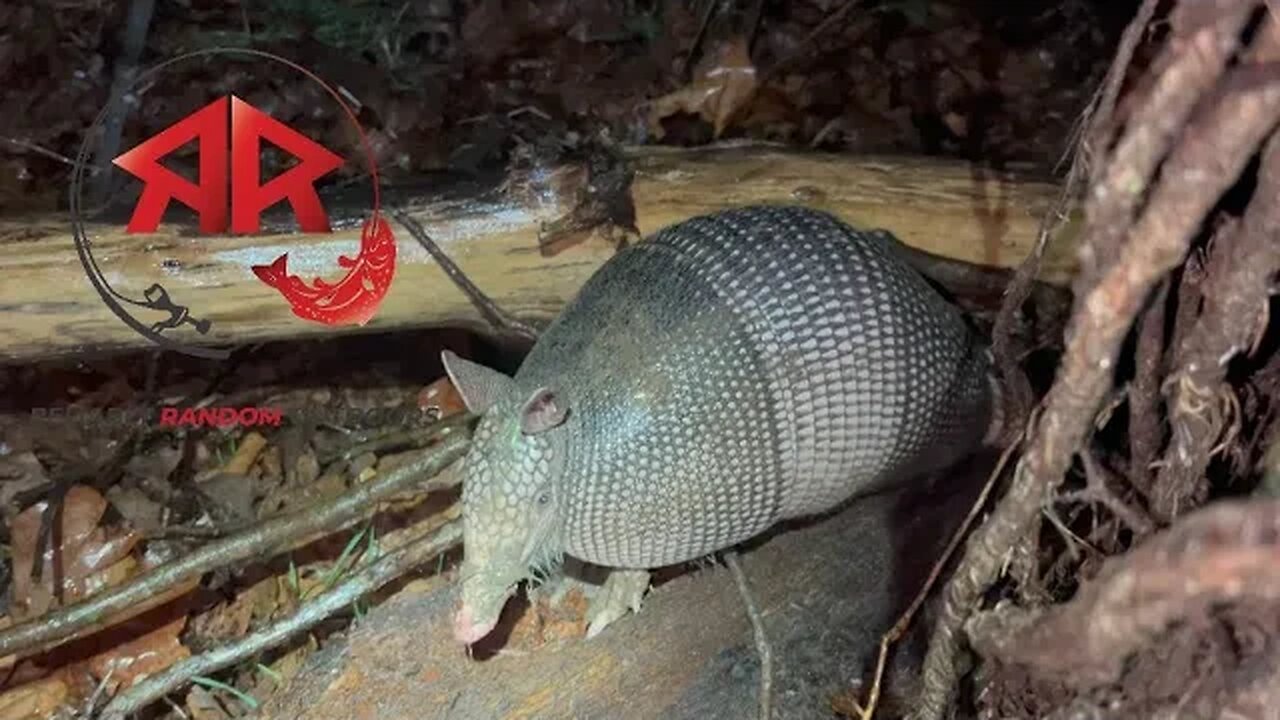 Is this normal Armadillo Behavior? (RAW footage)