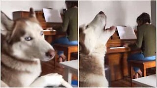 Ce husky pousse la chansonnette