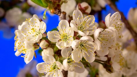 🧠 𝗦𝗼𝗼𝘁𝗵𝗲 𝗬𝗼𝘂𝗿 𝗠𝗶𝗻𝗱 🧠 Tranquil Meditation Cherry Blossom Time Lapse (2 Minutes🌸)