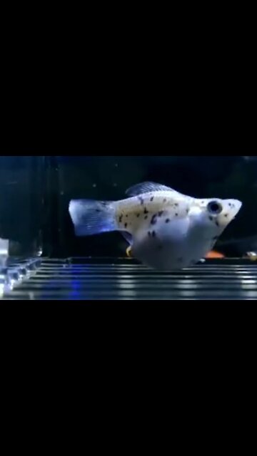 process of molly fish giving birth