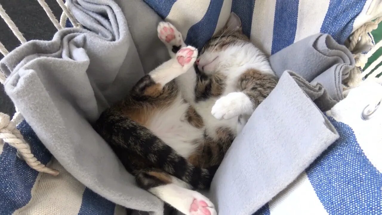 Funny Cat Sleeps Upside Down in a Swing Chair