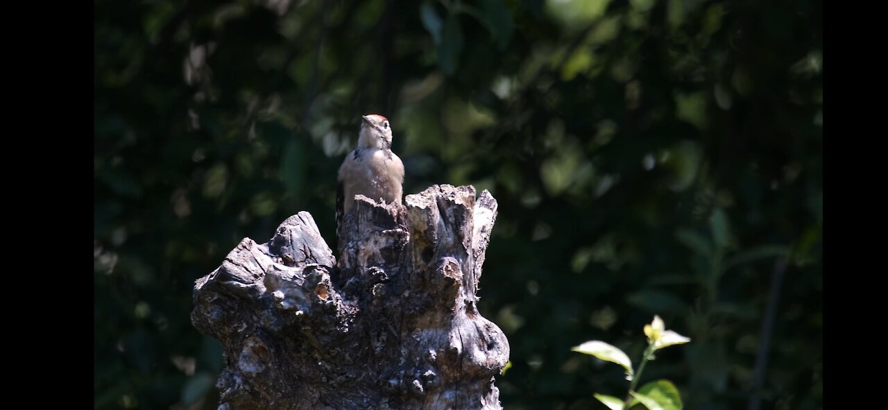 Beautiful Woodpecker. Small birds