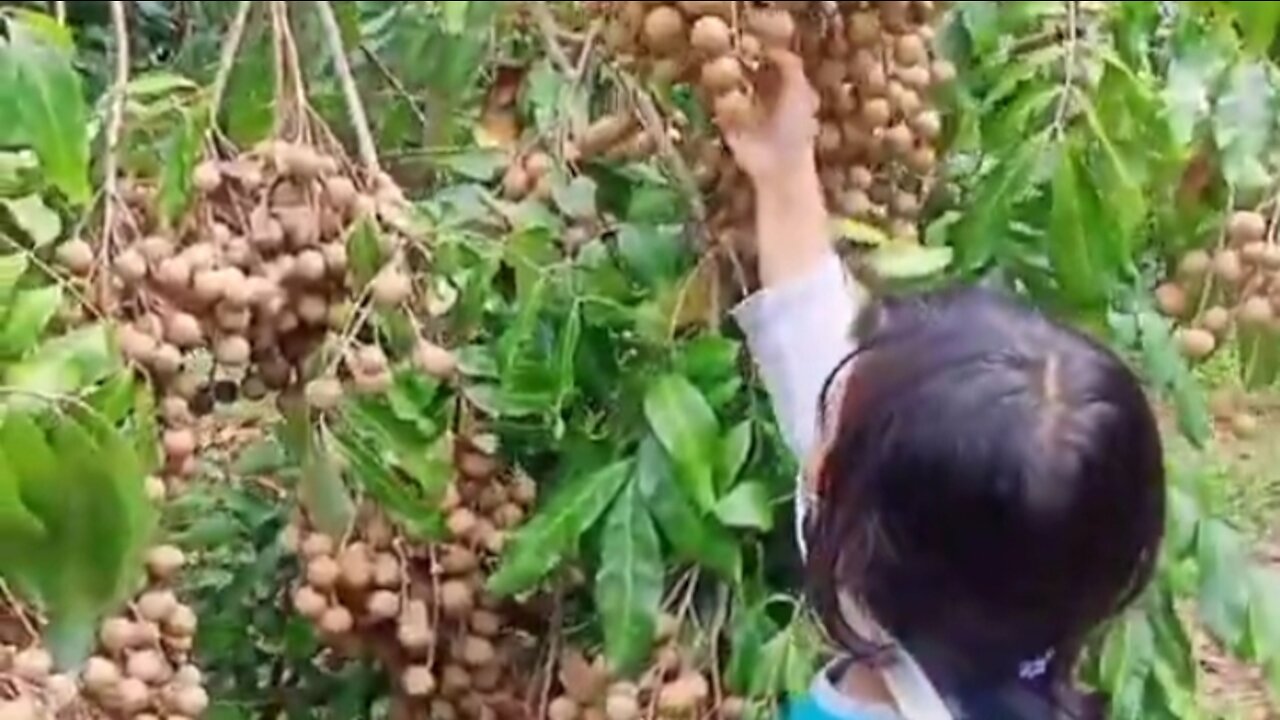 girl harvesting longan fruit