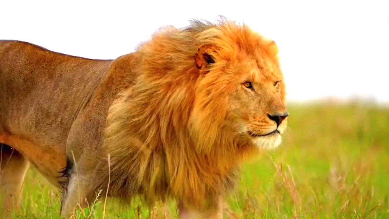 Watch now| The king of the jungle searching for his prey