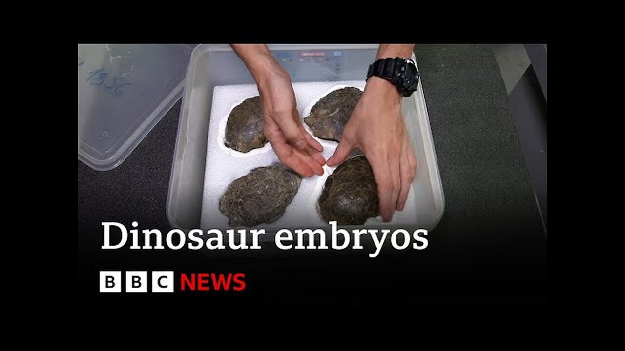 Inside Portugal's dinosaur embryo discovery - BBC News