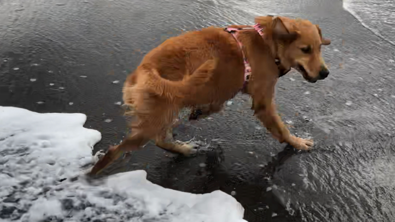 Clumsy Golden Retriever Playing At The Beach