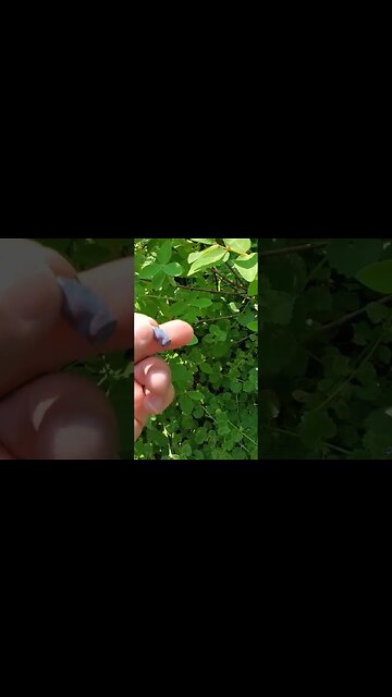 Add this cold hardy fruit bush to your food forest!