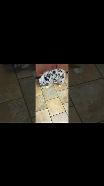 How to teach your dog how to catch a treat