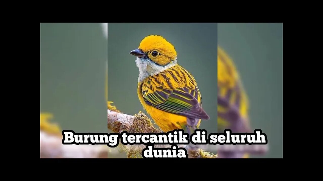 BURUNG TERCANTIK DI DUNIA