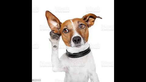 Jack dog