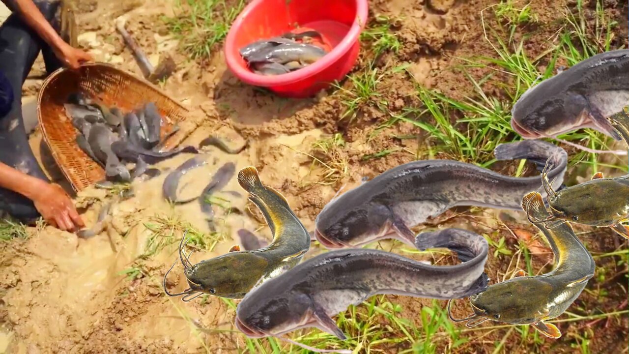 Amazing Fishing In The Land Area Water From Fishpond