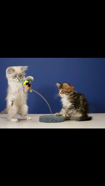 Cats play and have fun