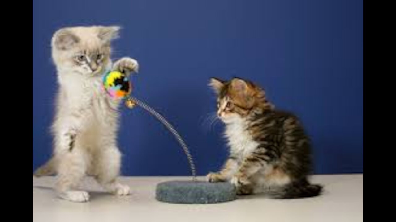 Cats play and have fun