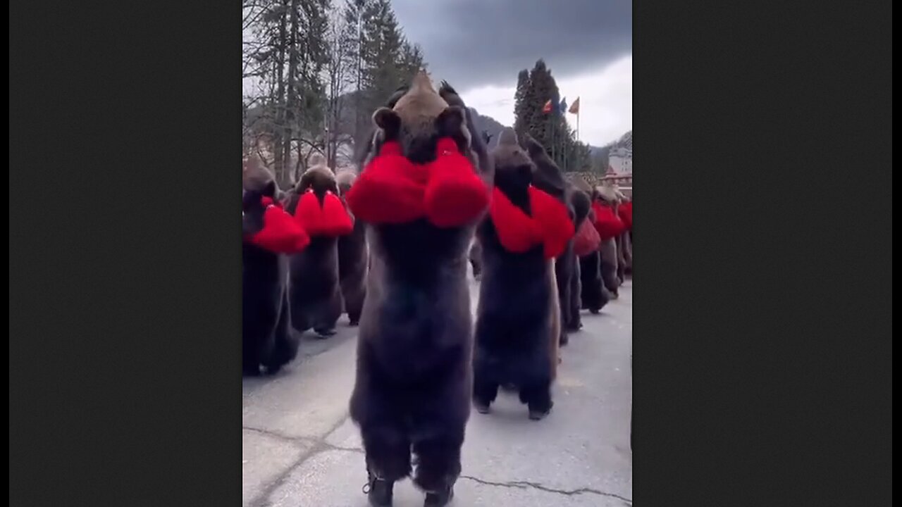 Dancing Bear Ritual, Romania