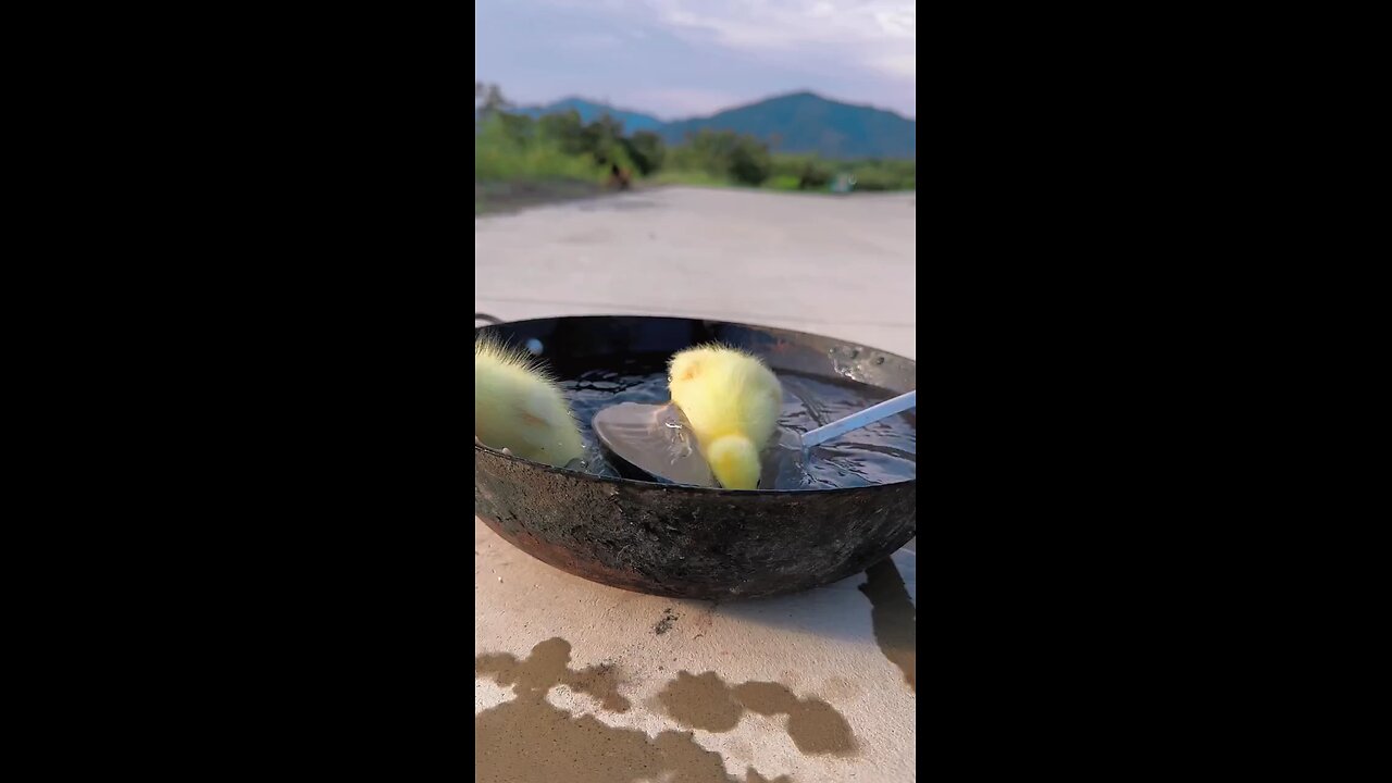 very funny puppy bathing baby duck 😂