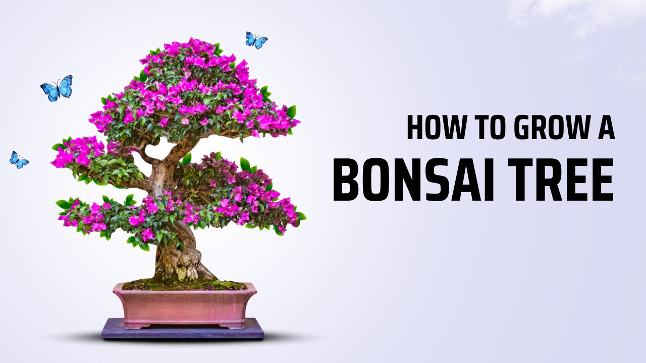 Bonsai Flower || Bonsai Gardening